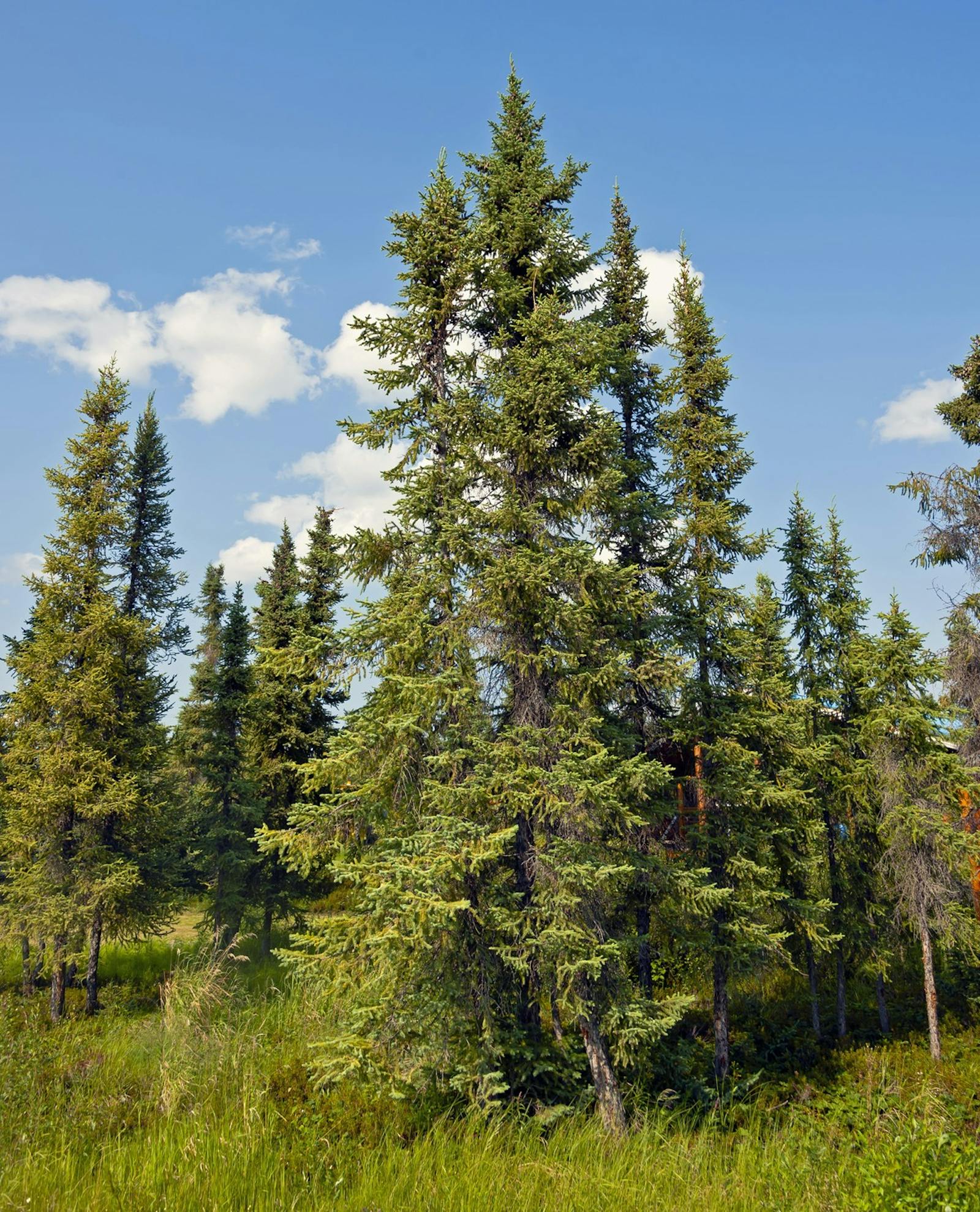 Central Canadian Shield Forests | One Earth